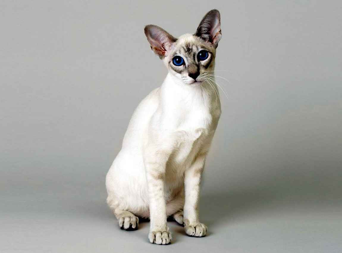 Сингапурская кошка