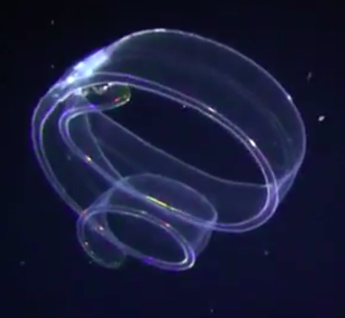 384px-Cestum veneris in Hawaii.png