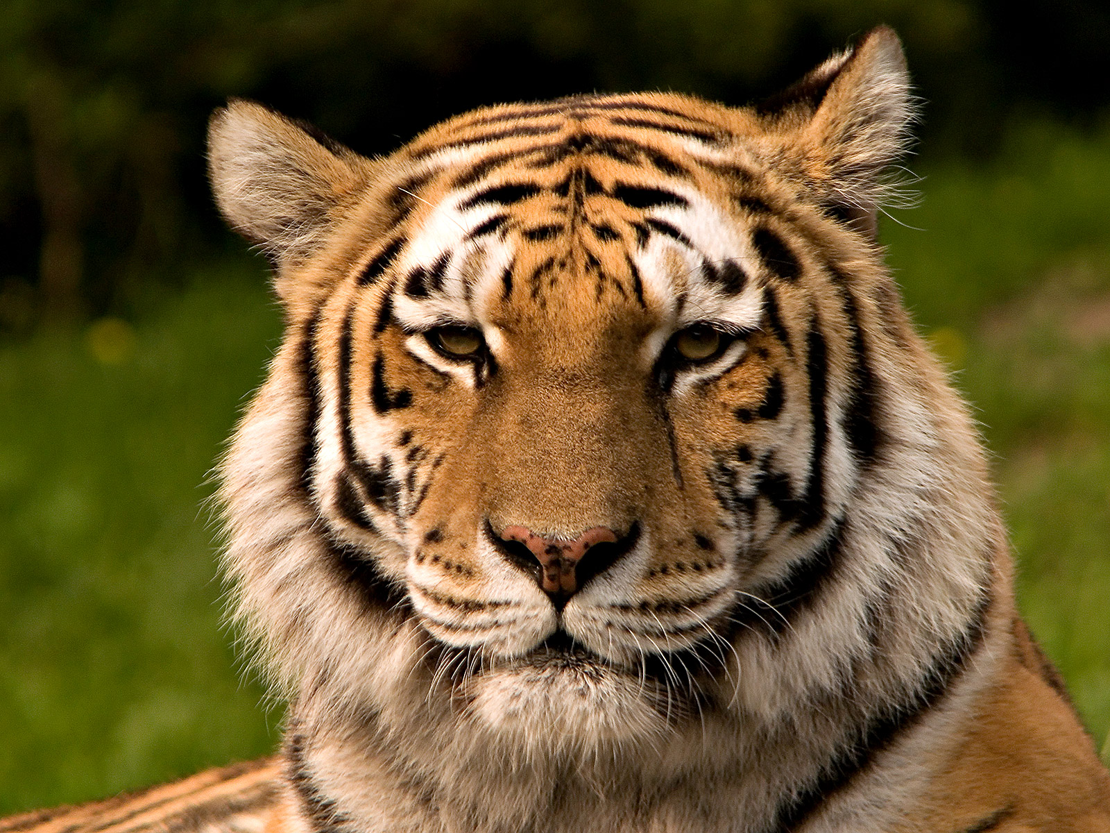 Tiger.jpg