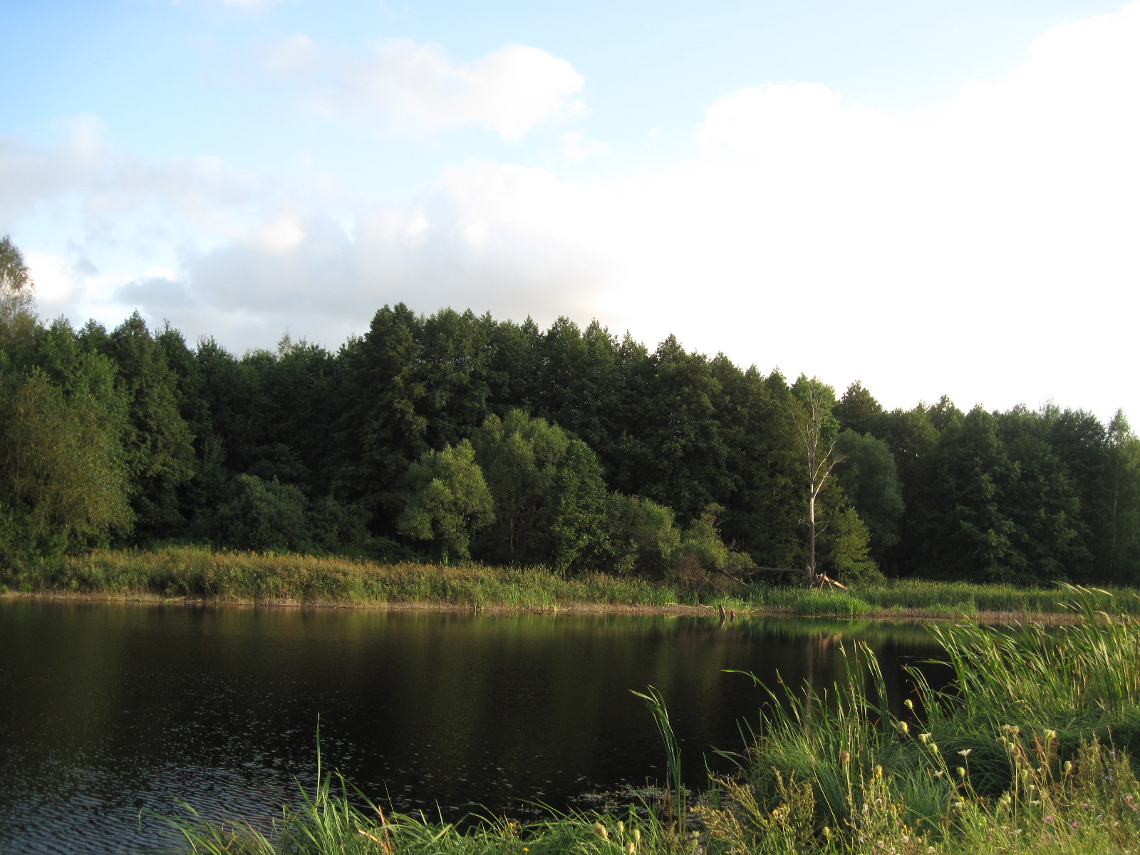 River in forest.jpg