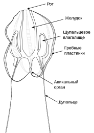 184px-Строение гребневика.png