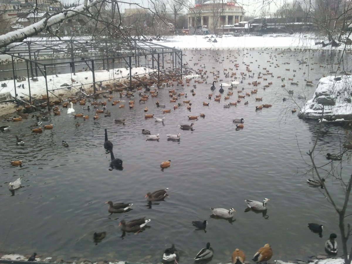 Zoo16.jpg