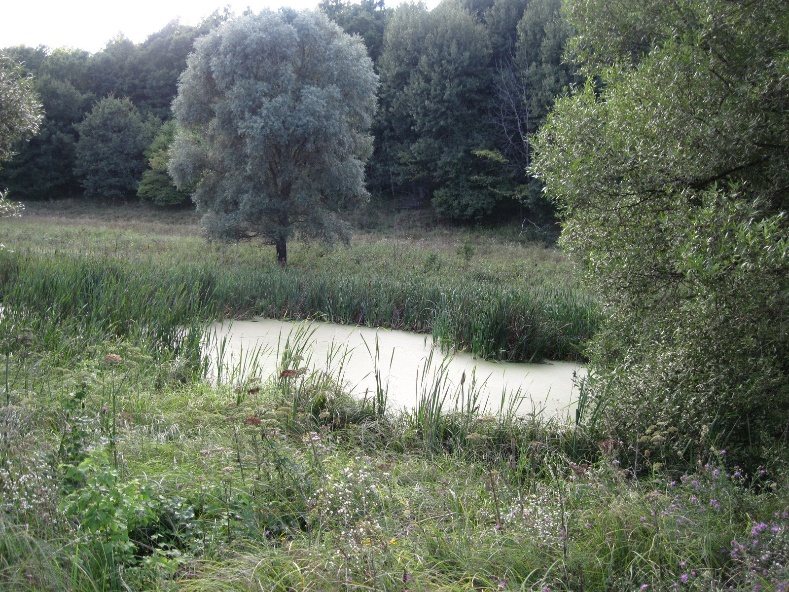 Swamp forest.jpg