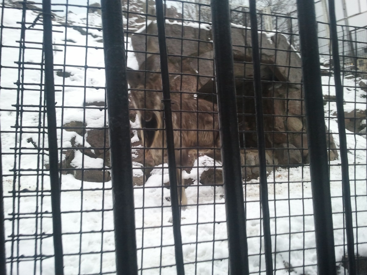 Файл:Zoo19.jpg