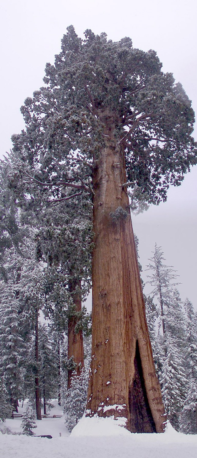 General Grant tree.jpg