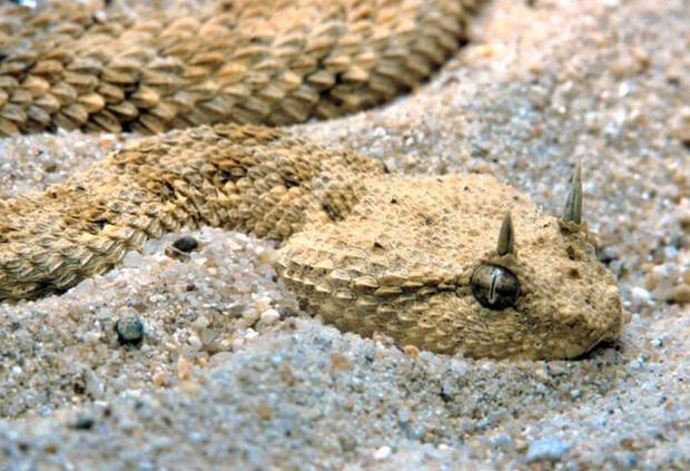 Horned-viper-ALAMY.jpeg