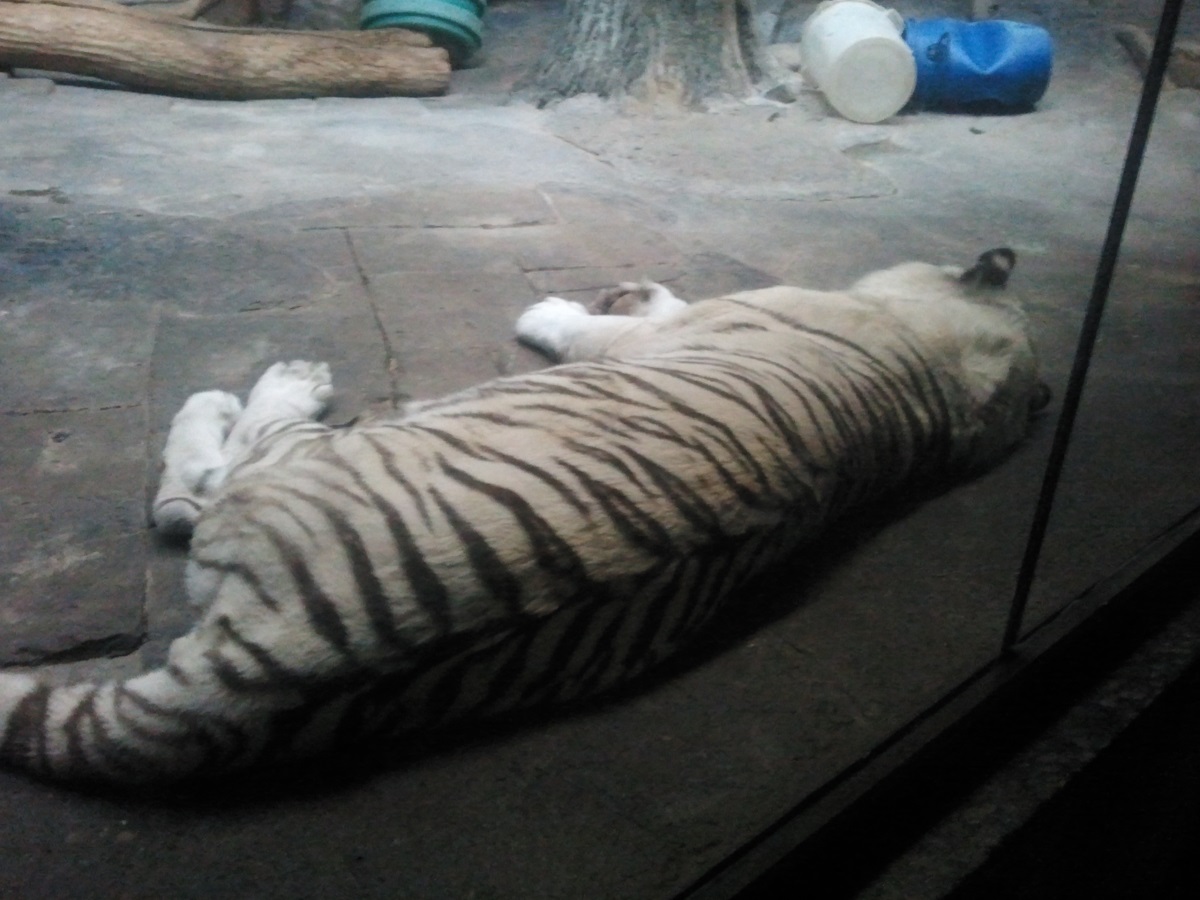 Zoo03.jpg