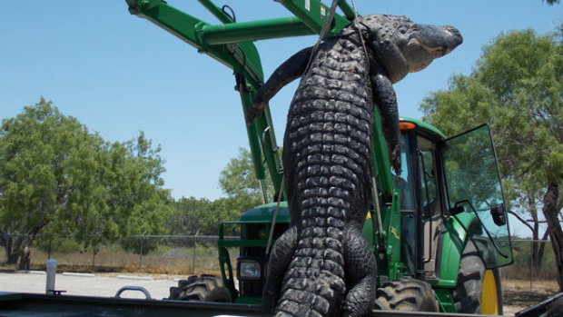 Alligator.jpg