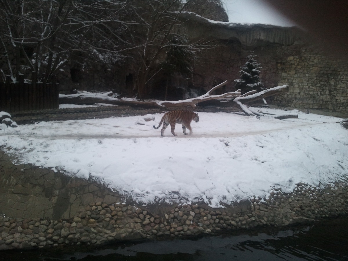 Zoo17.jpg