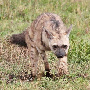 Aardwolf.jpg