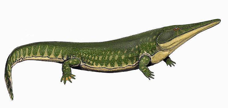 800px-ArchegosaurusDB3.jpg
