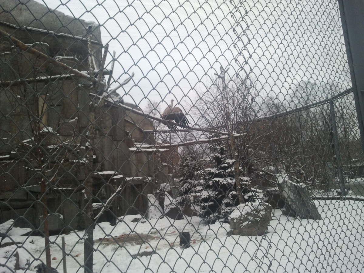 Zoo11.jpg