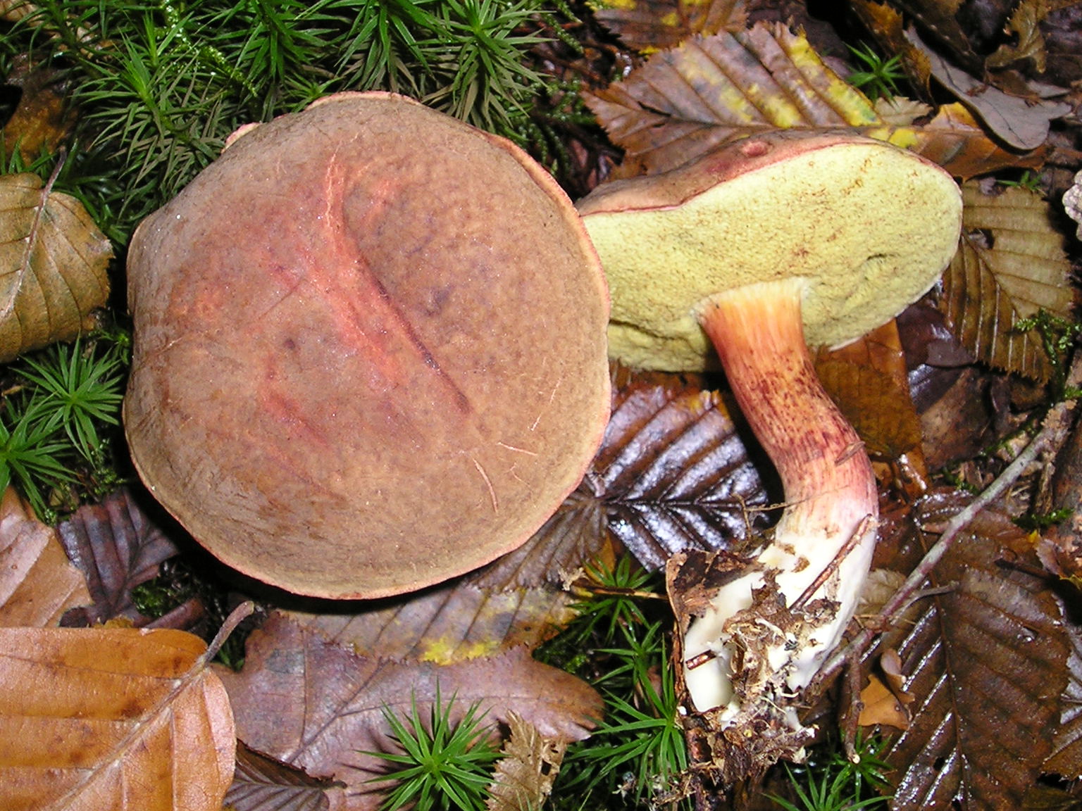Xerocomus chrysenteron 041031w.jpg
