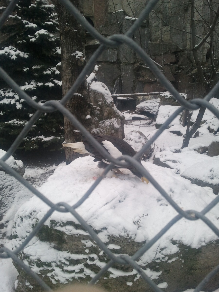 Zoo06.jpg